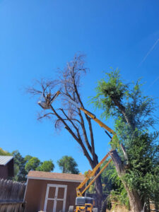 A large felled tree trunk lying on the ground with a chainsaw on top, showing tree removal work by Tree Keepers LLC in Littleton, CO.