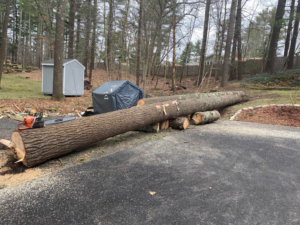 A large felled tree trunk with a chainsaw on a driveway after a tree removal service by West Bay Tree Works LLC in Coventry, RI.