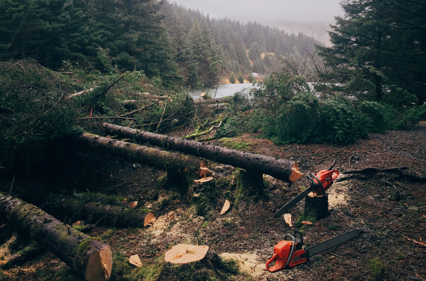 Felled trees, fresh stumps, and chainsaws on the ground after tree removal by Jere's Tree Service in Kodiak, AK.