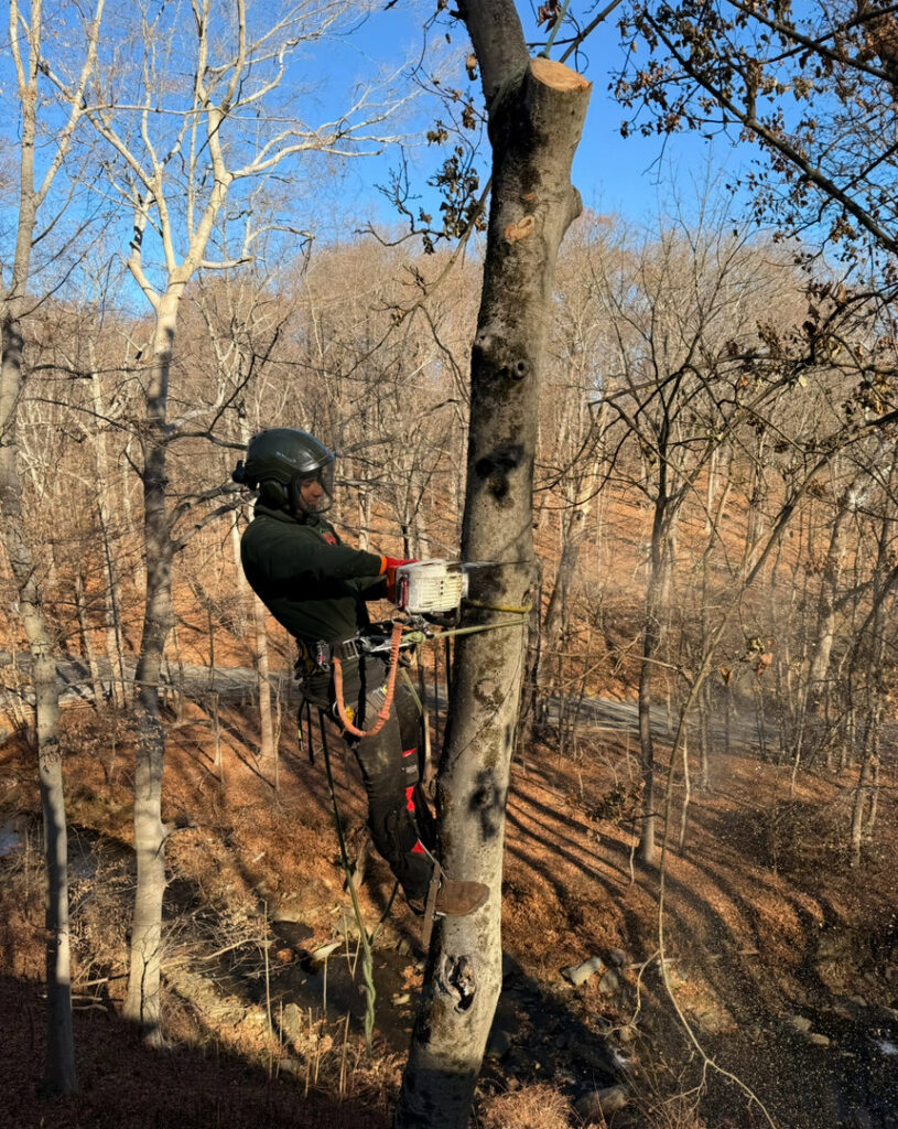 A large pile of firewood from a tree service job with a Triple A Tree Service PA truck in Philadelphia, PA.