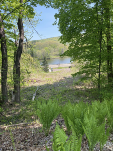 A cleared forest path with debris removed, leading to a body of water, showcasing work by Lichen Trees in Brattleboro, VT.