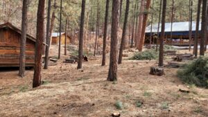 Forest area cleared for fire prevention with piles of logs and brush by All Around Forestry LLC in Albuquerque, NM
