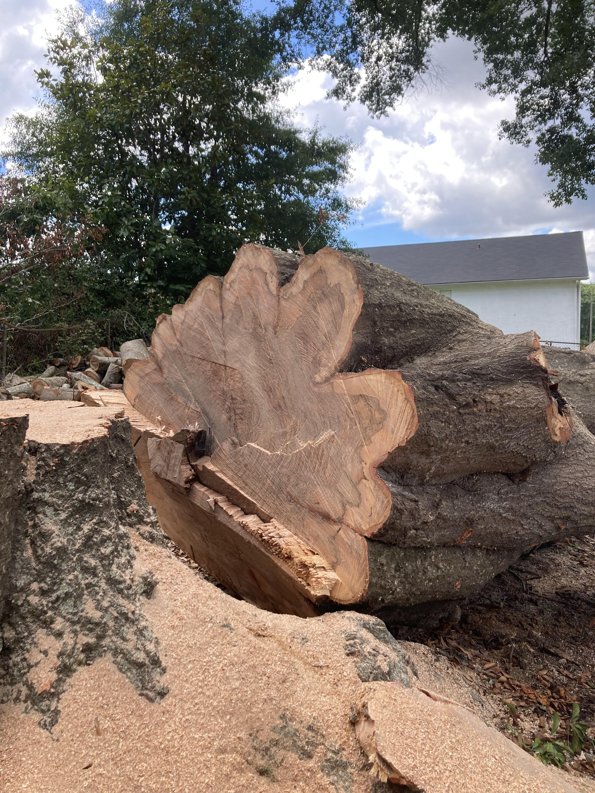 A freshly cut large tree trunk with sawdust, indicating recent tree removal by SES Environmental Tree Service in Roswell, GA.