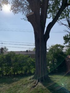 A large tree showing a freshly cut branch, indicating recent professional tree trimming by Bushmasters Tree Care in Westland, MI.
