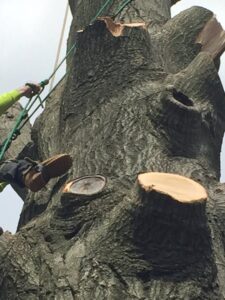 Close-up of a tree trunk showing freshly cut branches after pruning by Palacios Tree Services in New Castle, DE.