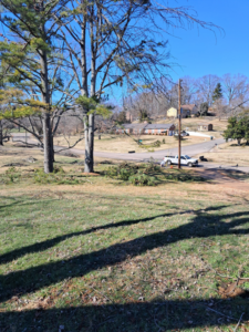 Freshly cut tree branches on the ground after professional tree trimming by Tim's Tree Service & Landscaping in Milan, TN.