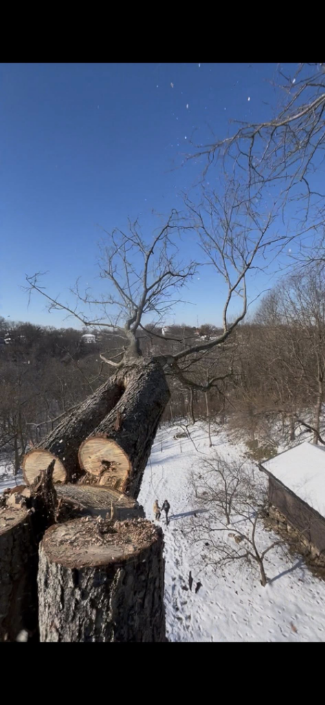 Freshly cut tree logs and branches on the ground after a tree removal service by EDEN Creations LLC in Covington, KY.