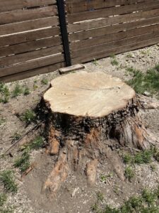 A freshly cut tree stump remaining after a professional tree removal by Jeff's Tree Service in Sioux City, IA.