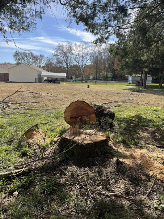 A freshly cut tree stump and log after tree removal by Dryad Tree Service in Huntsville, AL.