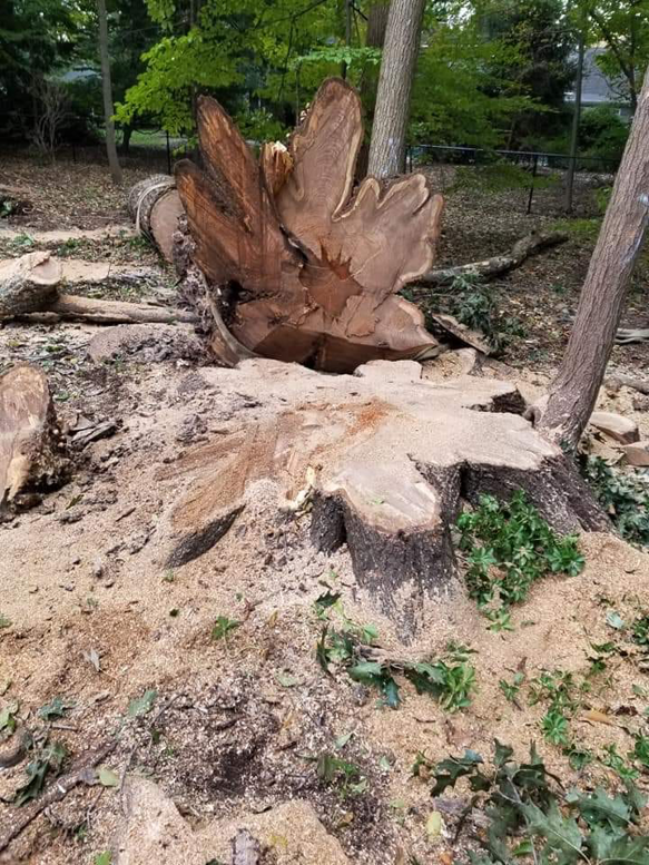 A freshly cut tree stump and large logs on the ground after a tree removal by Nunez Tree Services LLC in Roswell, GA.