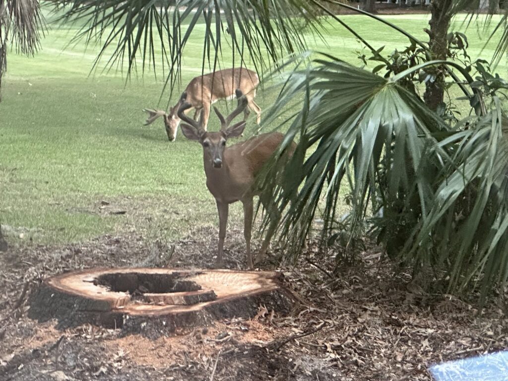 A freshly cut tree stump in a grassy area, evidence of tree removal services by Ayla Tree Service in Bloomingdale, GA.