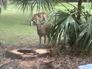 A freshly cut tree stump in a grassy area, evidence of tree removal services by Ayla Tree Service in Bloomingdale, GA.