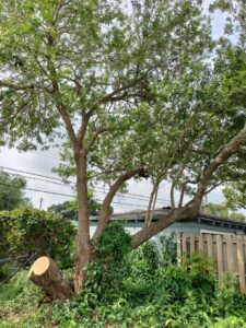 A large tree with a freshly cut stump, showing recent tree removal work by C & N Tree Service in Corpus Christi, TX.