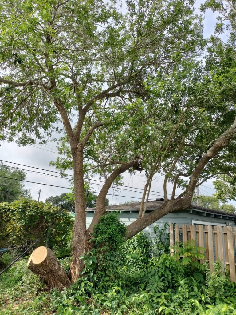 A large tree with a freshly cut stump, showing recent tree removal work by C & N Tree Service in Corpus Christi, TX.