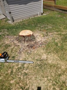 A freshly cut tree stump with sawdust and a Stihl chainsaw on the ground, showing a completed job by Canter Tree & Stump Solutions in Indianapolis, IN.