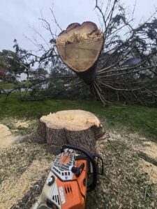 A freshly cut tree stump and a fallen tree trunk with a chainsaw on the ground by Trail Based Tree Service in Schenectady, NY.