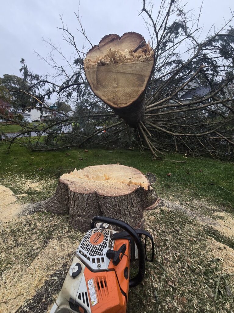 A freshly cut tree stump and a fallen tree trunk with a chainsaw on the ground by Trail Based Tree Service in Schenectady, NY.