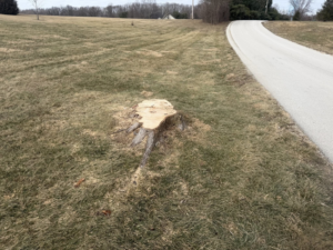 A freshly cut tree stump in a grassy area, showing recent tree removal work by Farm Services in Scottown, OH.
