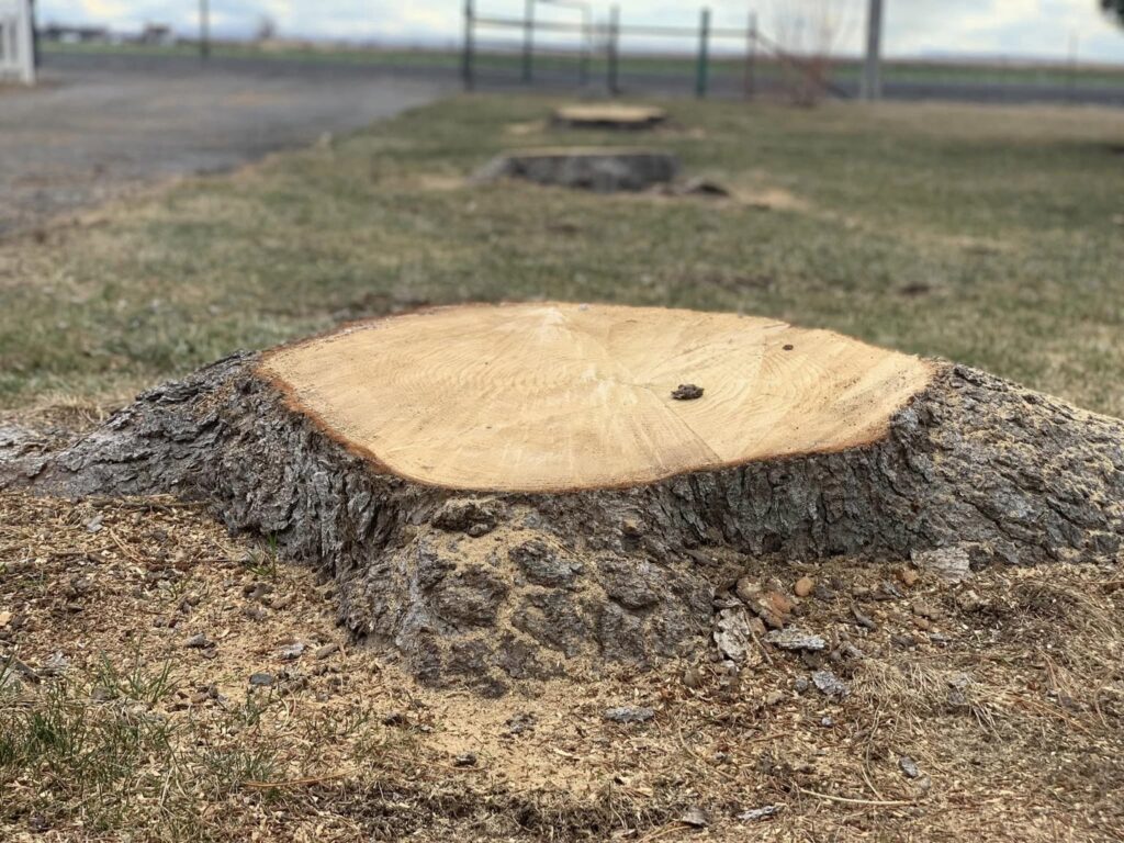 A freshly cut tree stump surrounded by wood chips, indicating recent tree service by Idaho Stump Grinding in Twin Falls, ID.