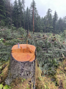 A freshly cut tree stump surrounded by fallen trees in a forest, showing tree removal by Hughes Resource Management in Fairbanks, AK.