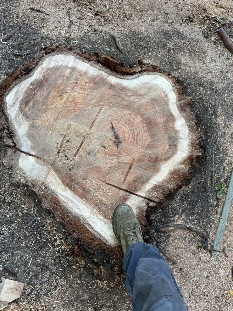 A freshly cut tree stump after removal service by Jarquin Tree Service, LLC in San Jose, CA.