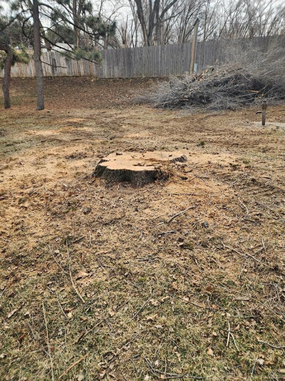 A freshly cut tree stump in a residential yard by Kimball Tree Service in Bellevue, NE