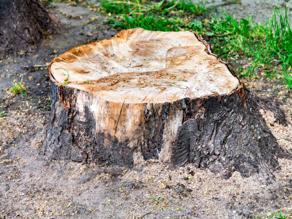 A freshly cut tree stump, indicating recent tree removal services provided by Rocky's Tree Service in Las Vegas, NV.