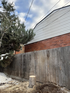 A freshly cut tree stump and wood chips on the ground after tree removal by DelaRosa Tree Service LLC in Denver, CO.
