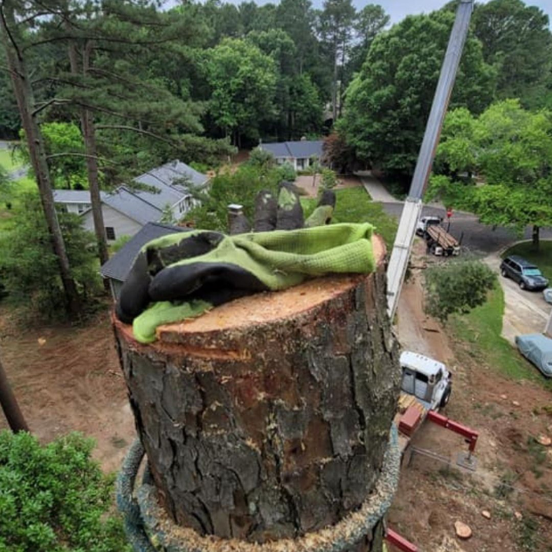A freshly cut tree stump with a crane in the background after removal by BG Tree Service, LLC in Cary, NC.