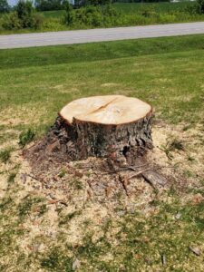 A freshly cut tree stump surrounded by wood chips after a tree removal service by Canter Tree & Stump Solutions in Indianapolis, IN.