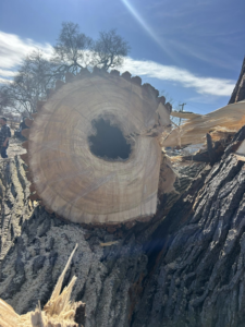 A large, freshly cut tree trunk section with a hollow center, showing tree removal work by Kahlo's Tree Service in Stanton, NE.