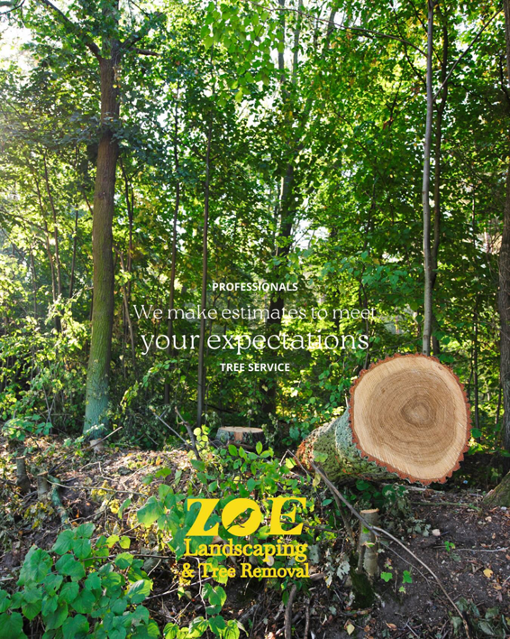 A freshly cut tree trunk and stump in a wooded area by ZOE Tree Service & landscaping in Alpharetta, GA
