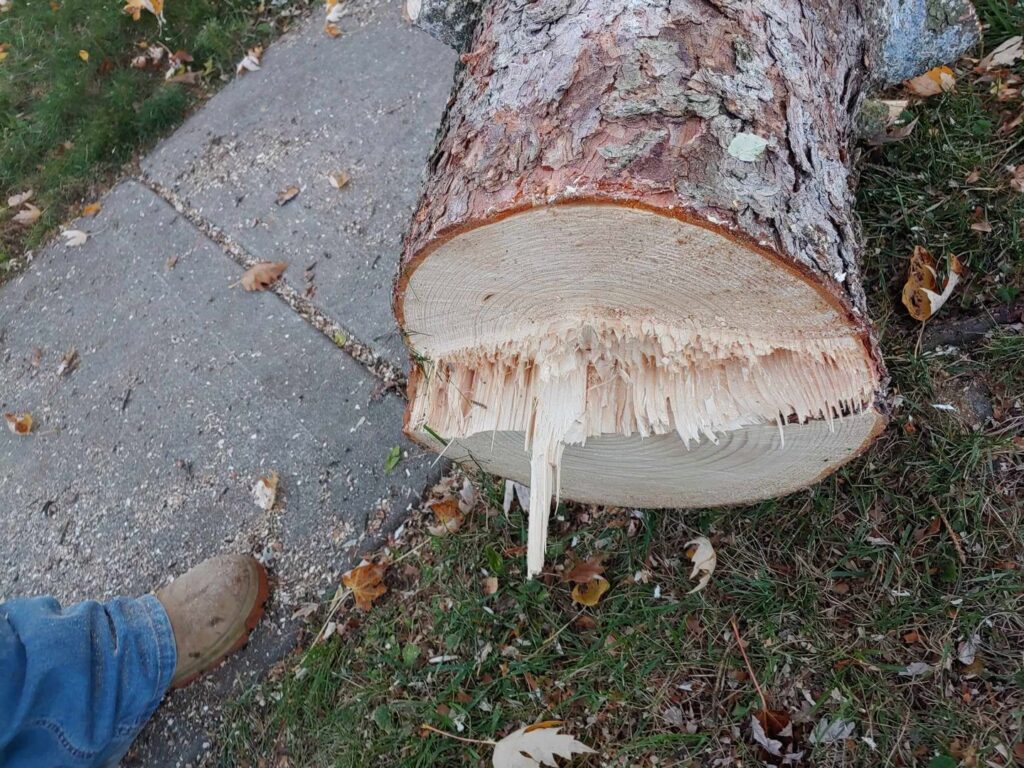 A close-up view of a freshly cut tree trunk, showing the wood grain from Wooded Ways Tree Removal in Cincinnati, OH.