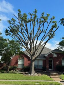 A large tree in front of a residential home, freshly pruned and trimmed by Lion Tree Service in Dallas, TX.