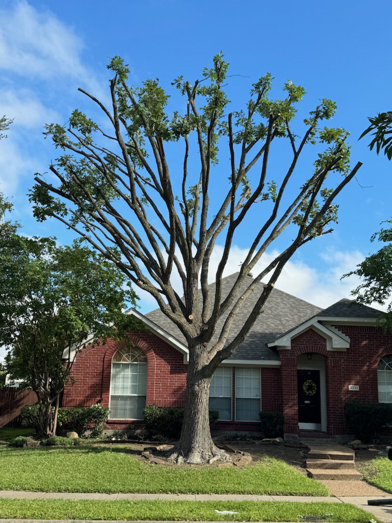 A large tree in front of a residential home, freshly pruned and trimmed by Lion Tree Service in Dallas, TX.
