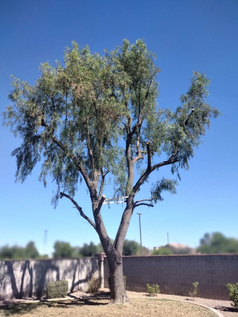 A large tree with visible fresh cuts, showing a completed pruning service by Valley Tree Masters in Chandler, AZ
