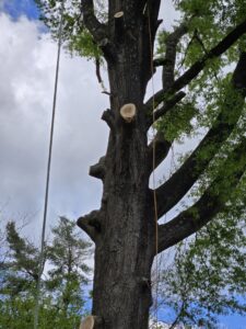 A tall tree showing fresh cuts on its branches from recent trimming or removal by Lumberjacks Tree Service in Chattanooga, TN.