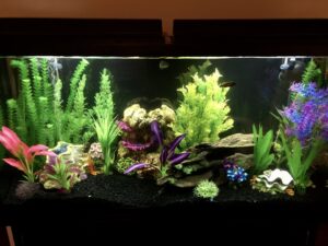 A vibrant freshwater aquarium setup with artificial plants and decor by NC Aquascapes in Cary, NC.