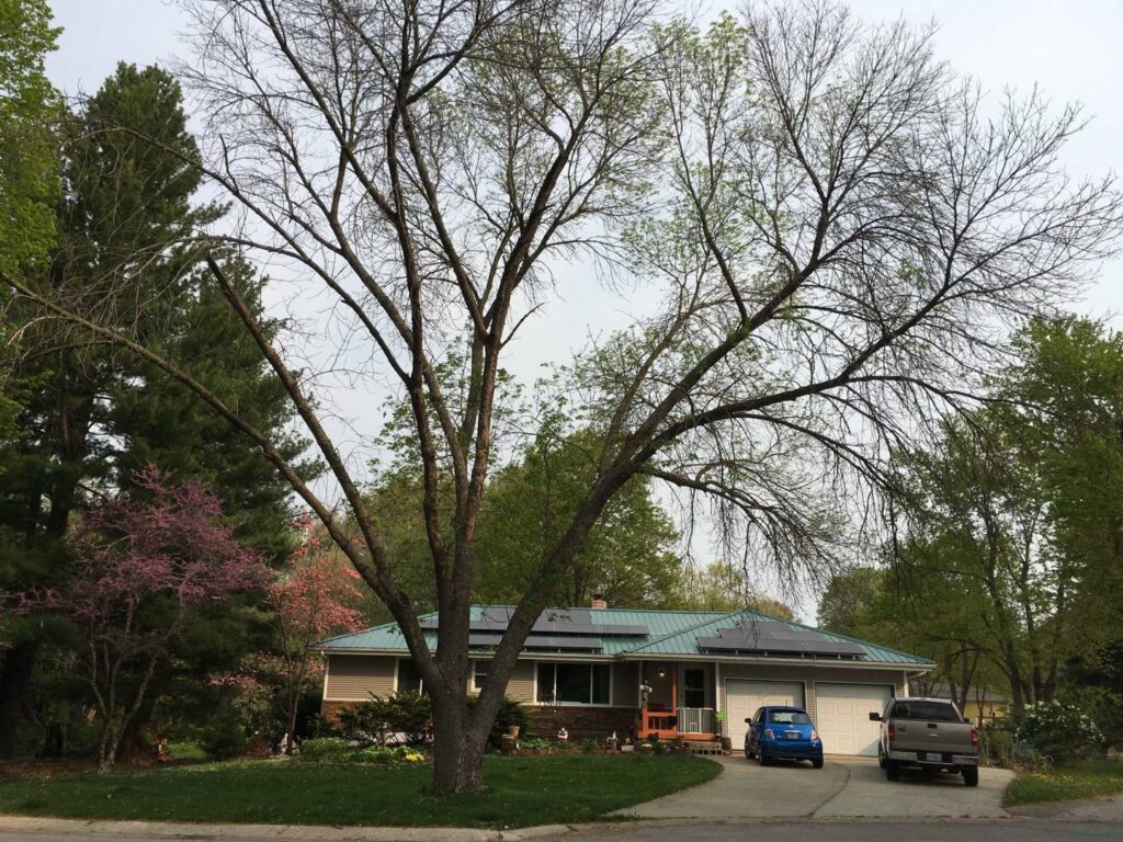 A large tree in a front yard showing signs of recent trimming and branch removal by Affordable Treefellers in Shawnee, KS.