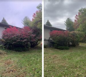Before and after image showing complete tree removal from a front yard by Griffis Tree and Lawn in Council Bluffs, IA.