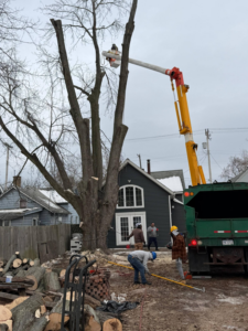 A full tree removal crew with a bucket truck and chipper working for Robert Tree Service LLC in Cleveland, OH.