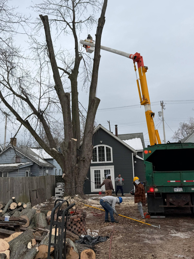 A full tree removal crew with a bucket truck and chipper working for Robert Tree Service LLC in Cleveland, OH.
