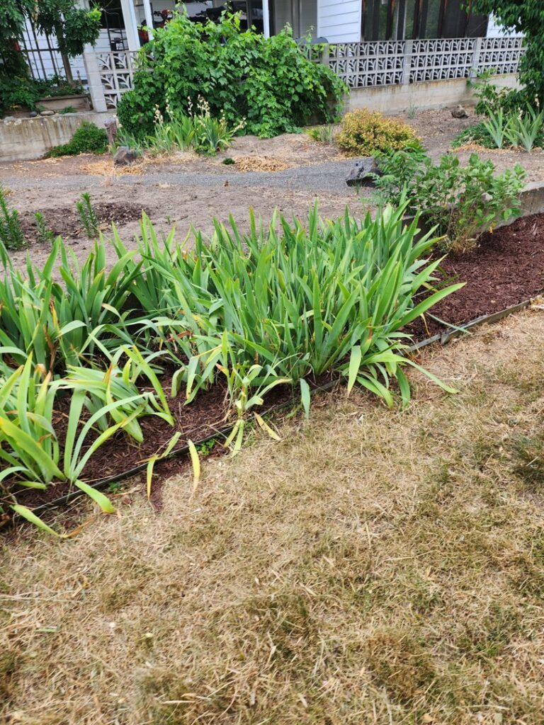 A garden bed with tall green plants next to a dry, patchy lawn, showing a property needing maintenance from Battleship Property Maintenance in Lewiston, ID.