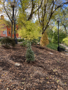 Gardeners planting a new tree at Friends of Joe B. Parks Riverwalk Public Garden in Dover, NH.