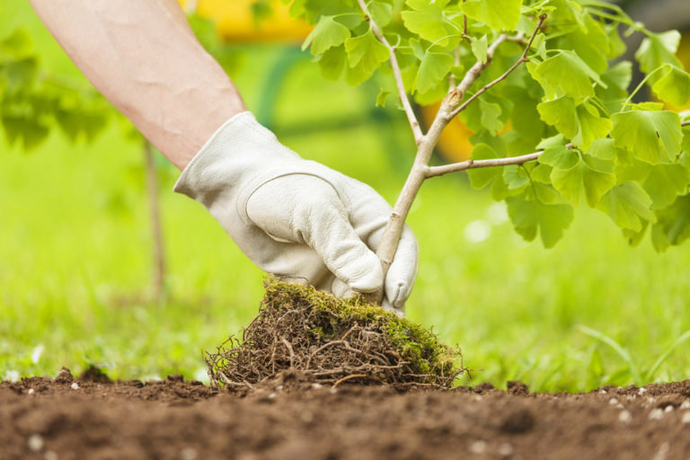 A gloved hand carefully planting a small tree sapling with visible roots into the soil, demonstrating tree planting services by The Urban Arborist in Lincoln, CA.
