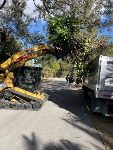 Gator Junk Removal using a skid steer to load tree branches and green waste into a dump truck in Miami, FL.