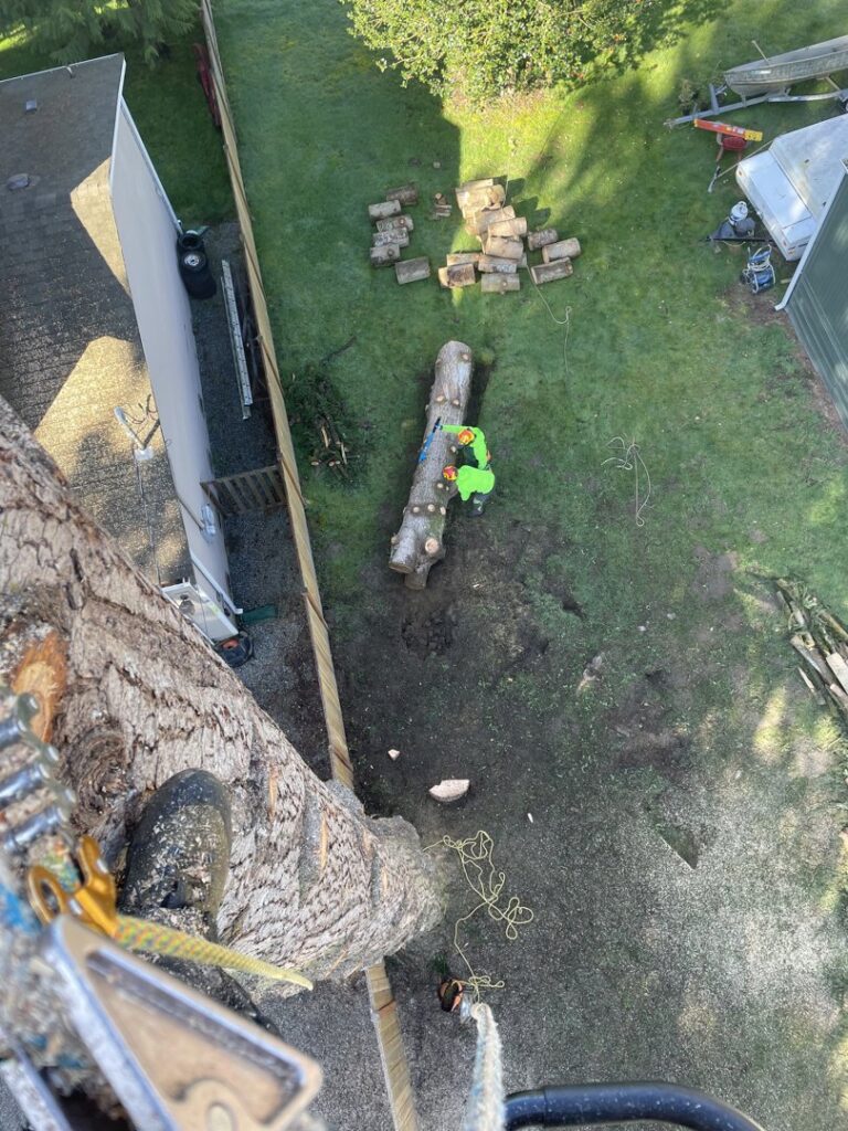 An overhead view of a ground crew member cutting a large tree log into smaller pieces, part of tree removal by The Honest Arborist in Everett, WA.