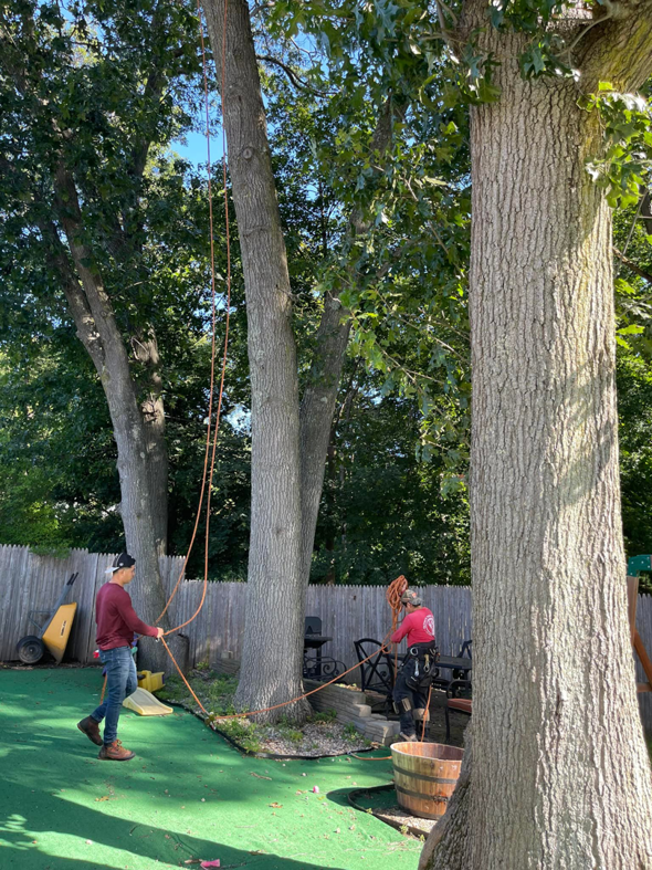 Olvin's Tree Service Inc ground crew preparing for a tree climb with ropes and gear in Studley, Brockton, MA.