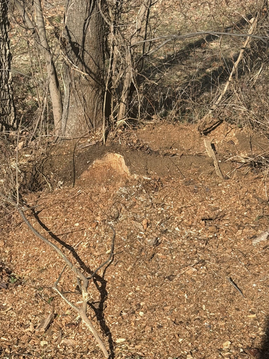 A tree stump that has been ground down, surrounded by wood chips, demonstrating stump removal by Farm Services in Scottown, OH.