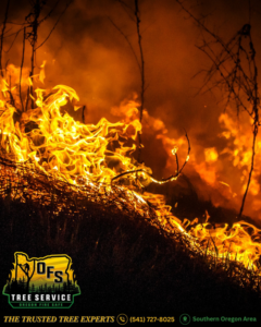 A ground fire burning through vegetation, emphasizing fire prevention services by OFS Tree Service LLC in Medford, OR.